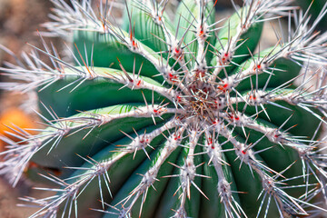 Macro of cactus growing in a botanical garden . Desert nature background