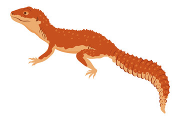 Lizard icon. Tropical colorful decorative amphibian. Fauna character in wildlife or zoo. Wildlife colorful creature isolated on white vector illustration