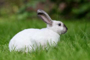 cute white bunny posing on grass outdoors in summer