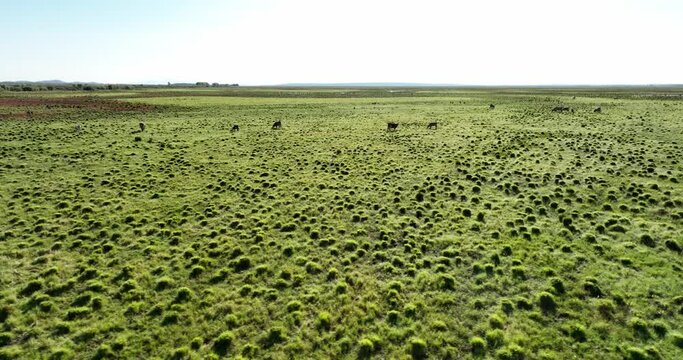 view of wet grass field