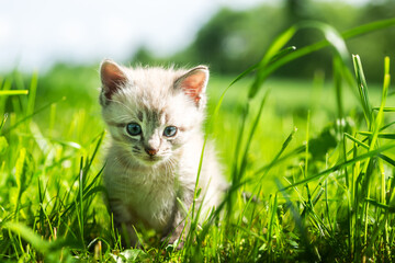 Naklejka na ściany i meble A small cute kitten with blue eyes is exploring the environment in the garden near his home