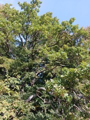 Tree extending its lush canopy of leaves, the concept of the harmony of nature and architecture