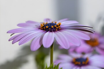 Obraz premium flower close up, Purple osteospermum ecklonis, Dimorphotheca, African daisy flowers