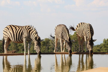 Fototapeta na wymiar A herd of zebras on the waterhole. Zebras are African equines with distinctive black-and-white striped coats. Zebras share the genus Equus with horses and asses.