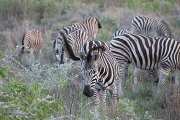 Obraz premium Zebras. Zebras are African equines with distinctive black-and-white striped coats. Zebras share the genus Equus with horses and asses.