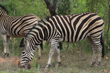 Fototapeta na wymiar Zebras. Zebras are African equines with distinctive black-and-white striped coats. Zebras share the genus Equus with horses and asses.