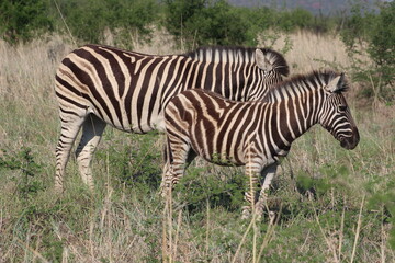 Fototapeta na wymiar Zebras. Zebras are African equines with distinctive black-and-white striped coats. Zebras share the genus Equus with horses and asses.