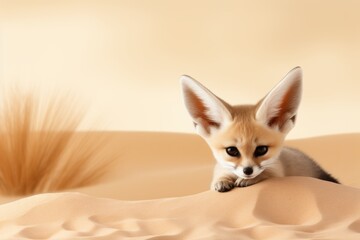 Naklejka premium A small fennec fox, with its distinctive ears, is seen in the desert, partially buried in the sand.