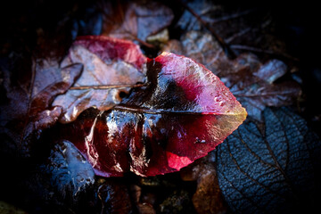 red leaf in water