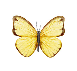 Yellow butterfly isolated on white background. Watercolor hand drawn illustration sketch