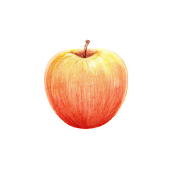 Red bright apple isolated on white background. Watercolor hand drawn illustration sketch