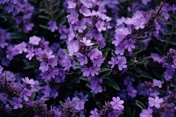  a bunch of purple flowers that are blooming in a field of purple flowers that are blooming in a field of purple flowers,