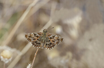 Marshmallow Hopper butterfly (Carcharodus alceae) on plant