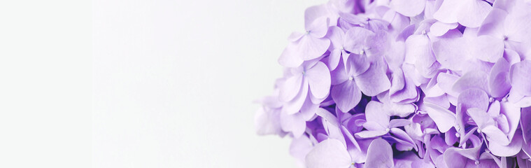 horizontal narrow banner with violet hydrangea, space for text