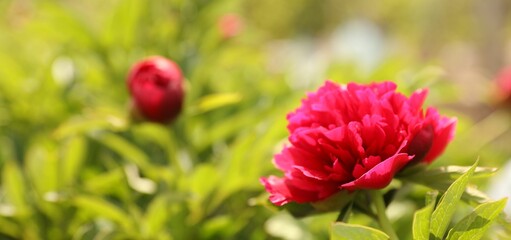 Beautiful red peony outdoors on spring day, closeup