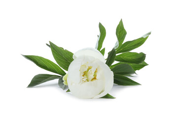 Beautiful blooming peony flower isolated on white