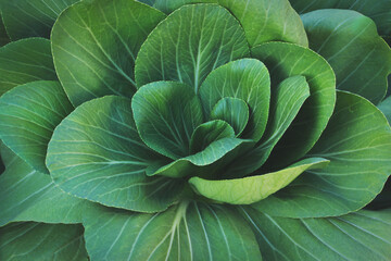 Closeup of Leafy Green Vegetables, Chinese Cabbage, Bok Choy - obrazy, fototapety, plakaty