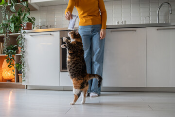 Domestic pet cat begging food on kitchen at home from woman owner. Hungry cat performing funny trick dancing on back paws to receive favorite food treats. Animal pet maintenance content care concept. - Powered by Adobe