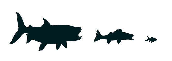 The Silhouettes of a wild predatory marine fish.
