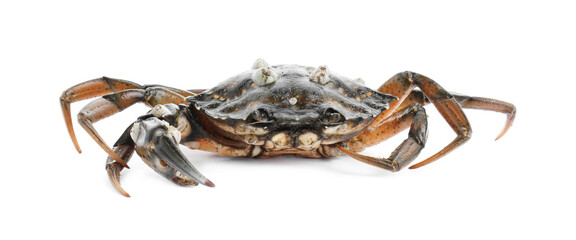 One fresh raw crab isolated on white