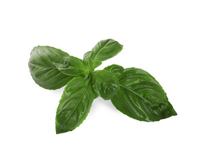 Fresh green basil leaves isolated on white