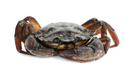 One fresh raw crab isolated on white