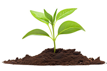 young plant growing from soil isolated on a white background PNG