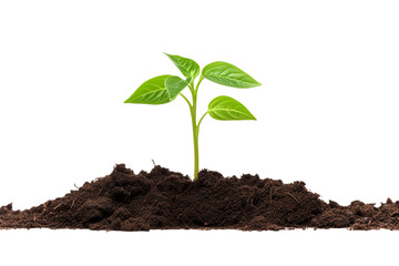 young plant growing from soil isolated on a white background PNG