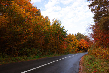 Fototapeta premium Beautiful view of asphalt road going through autumn forest
