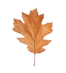 One dry autumn leaf isolated on white