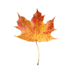 Autumn season. One maple leaf isolated on white