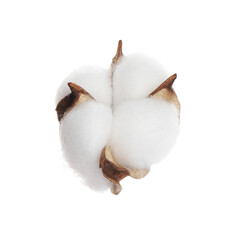 Beautiful fluffy cotton flower isolated on white