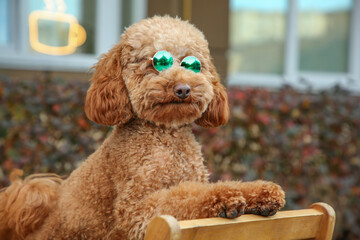 Cute fluffy dog with sunglasses in outdoor cafe