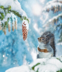 Red squirrel on spruce branch looking at delicious cone. Winter forest with snowy trees and...