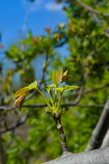 Young leaves on new tree branches in the garden
