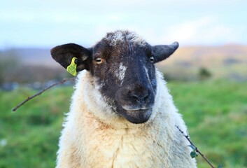 Portrait of ewe sheep with bramble thorns entangled in fleece, on farmland in rural Ireland in...