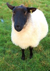 Portrait of suffolk breed sheep in field on farmland in rural Ireland in wintertime