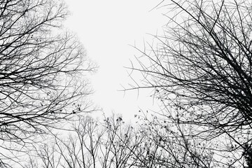 冬の木の枝と白背景　モノトーン