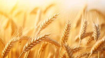 wheat field. ears of golden wheat closeup. Beautiful wheat ears background