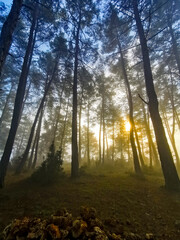 Forest in the morning in a fog in the sun, trees in a haze of light, glowing fog among the trees. Karacaoren Barrage, Bucak Burdur.