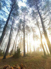 Forest in the morning in a fog in the sun, trees in a haze of light, glowing fog among the trees. Karacaoren Barrage, Bucak Burdur.