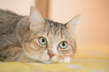 物思いにふける猫