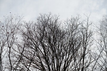 冬の木と白背景　モノトーン