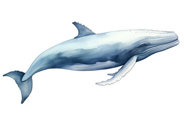 Obraz premium Watercolor blue whale illustration isolated on white background