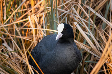 Eurasian coot (Fulica atra), common coot, Australian coot look towards the camera lens between reeds. It is largely black bird with the white bill and frontal shield and red eyes. Close-up portrait.