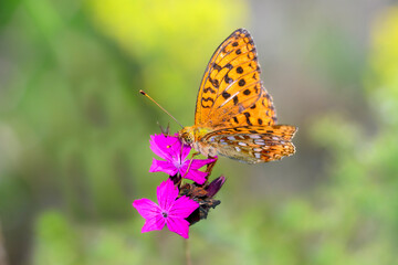 Fabriciana adippe - the high brown fritillary on Carthusian pink - Dianthus carthusianorum