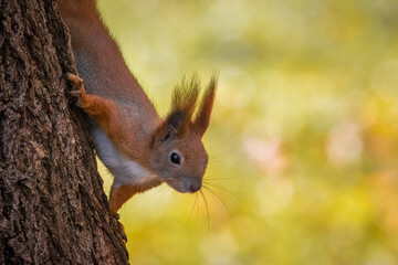 A red squirrel climbs down on a tree trunk right towards the camera lens. Close-up portrait of a red squirrel with copyspace and olive background. 