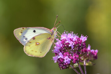 Colias hyale - the pale clouded yellow - resting on Origanum vulgare