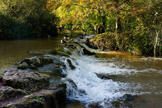 Three Mallards on a waterfall across the River Poulter