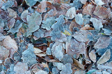 A carpet of a variety of frost covered autumn leaves on a woodland floor.